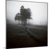 Fog Tree Study 1-Jamie Cook-Mounted Giclee Print