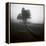 Fog Tree Study 1-Jamie Cook-Framed Premier Image Canvas