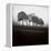 Fog Tree Study 2-Jamie Cook-Framed Premier Image Canvas