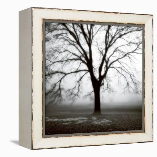 Fog Tree Study 3-Jamie Cook-Framed Premier Image Canvas