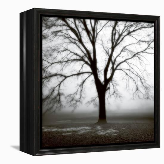 Fog Tree Study 3-Jamie Cook-Framed Premier Image Canvas