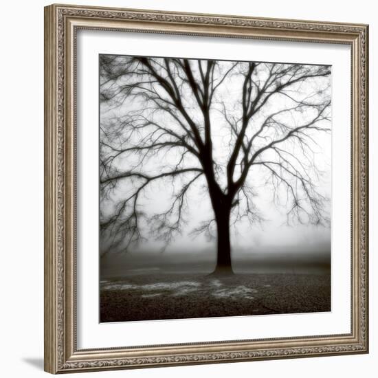 Fog Tree Study 3-Jamie Cook-Framed Giclee Print