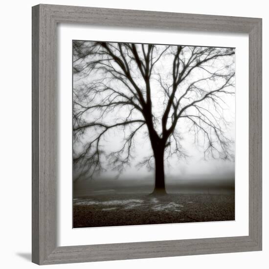 Fog Tree Study 3-Jamie Cook-Framed Giclee Print