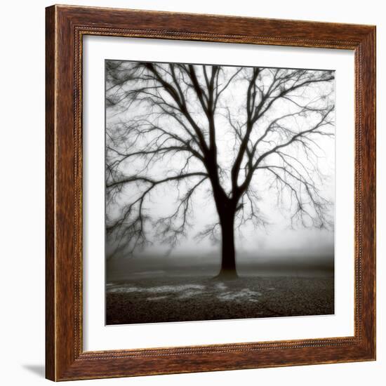 Fog Tree Study 3-Jamie Cook-Framed Giclee Print