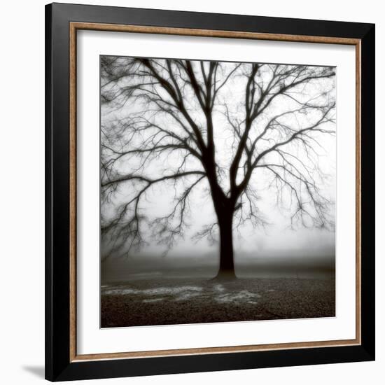 Fog Tree Study 3-Jamie Cook-Framed Giclee Print