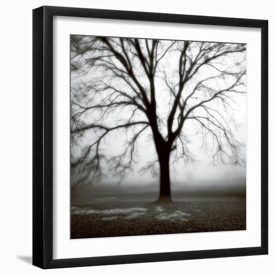 Fog Tree Study 3-Jamie Cook-Framed Giclee Print