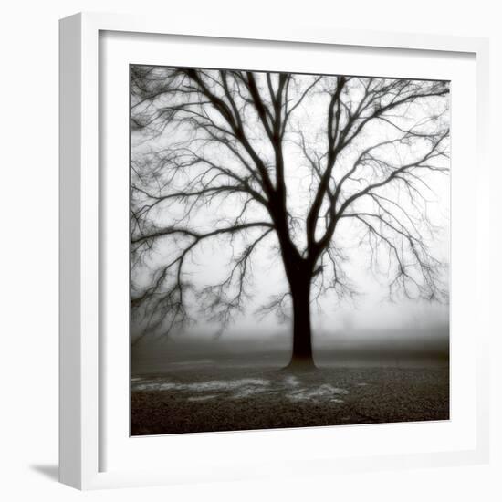 Fog Tree Study 3-Jamie Cook-Framed Giclee Print