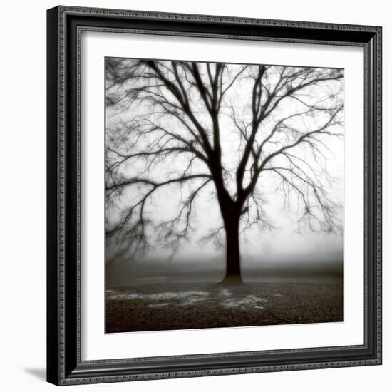 Fog Tree Study 3-Jamie Cook-Framed Giclee Print