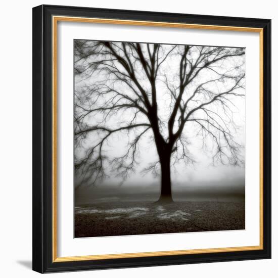 Fog Tree Study 3-Jamie Cook-Framed Giclee Print