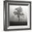 Fog Tree Study I-Jamie Cook-Framed Giclee Print