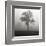 Fog Tree Study I-Jamie Cook-Framed Giclee Print