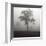 Fog Tree Study I-Jamie Cook-Framed Giclee Print