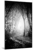 Fog Walkers in Forest-Rory Garforth-Mounted Photographic Print