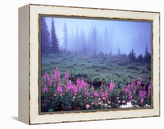 Foggy Alpine Meadow, Mt. Rainier National Park, Washington, USA-Janell Davidson-Framed Premier Image Canvas