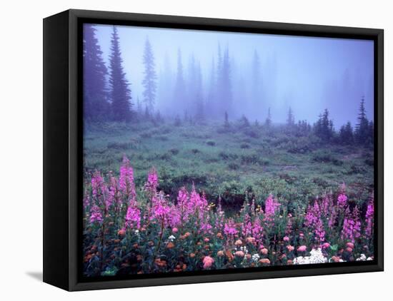 Foggy Alpine Meadow, Mt. Rainier National Park, Washington, USA-Janell Davidson-Framed Premier Image Canvas