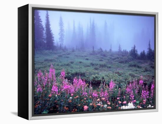 Foggy Alpine Meadow, Mt. Rainier National Park, Washington, USA-Janell Davidson-Framed Premier Image Canvas