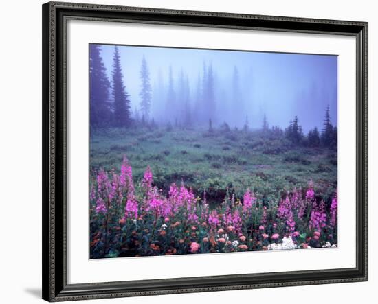 Foggy Alpine Meadow, Mt. Rainier National Park, Washington, USA-Janell Davidson-Framed Photographic Print