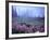 Foggy Alpine Meadow, Mt. Rainier National Park, Washington, USA-Janell Davidson-Framed Photographic Print