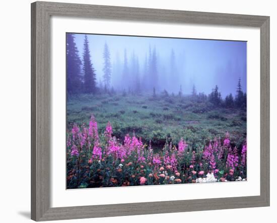 Foggy Alpine Meadow, Mt. Rainier National Park, Washington, USA-Janell Davidson-Framed Photographic Print