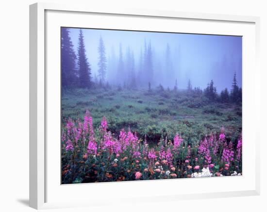 Foggy Alpine Meadow, Mt. Rainier National Park, Washington, USA-Janell Davidson-Framed Photographic Print