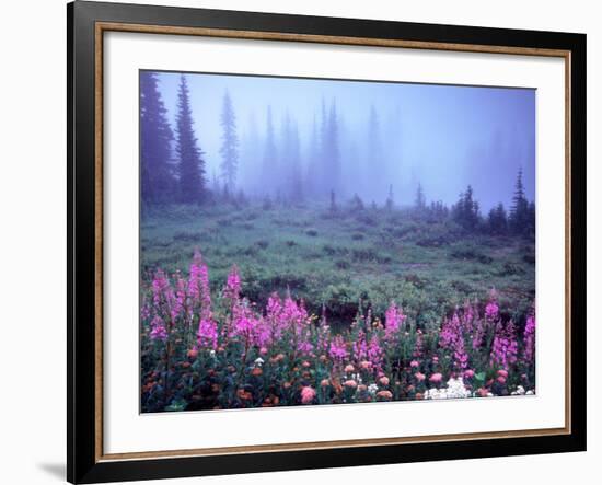 Foggy Alpine Meadow, Mt. Rainier National Park, Washington, USA-Janell Davidson-Framed Photographic Print