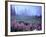 Foggy Alpine Meadow, Mt. Rainier National Park, Washington, USA-Janell Davidson-Framed Photographic Print