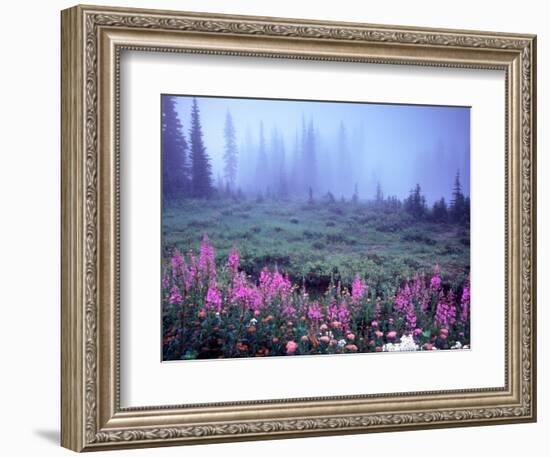 Foggy Alpine Meadow, Mt. Rainier National Park, Washington, USA-Janell Davidson-Framed Photographic Print