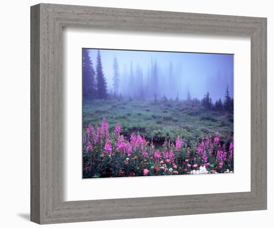 Foggy Alpine Meadow, Mt. Rainier National Park, Washington, USA-Janell Davidson-Framed Photographic Print