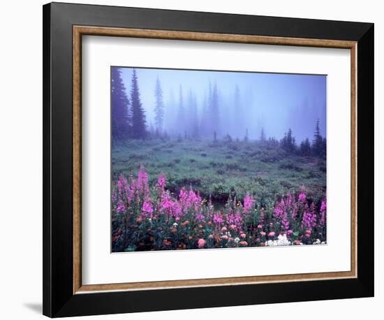 Foggy Alpine Meadow, Mt. Rainier National Park, Washington, USA-Janell Davidson-Framed Photographic Print