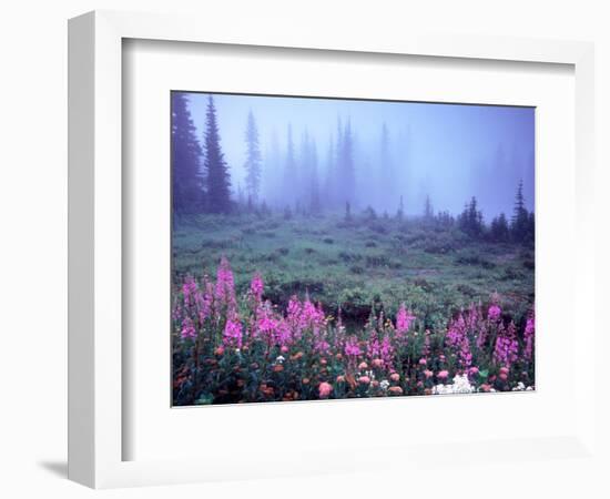 Foggy Alpine Meadow, Mt. Rainier National Park, Washington, USA-Janell Davidson-Framed Photographic Print