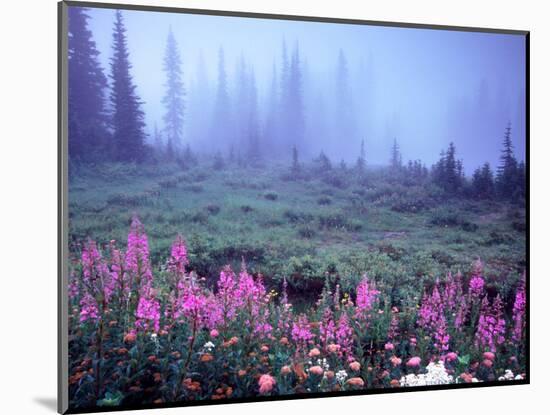 Foggy Alpine Meadow, Mt. Rainier National Park, Washington, USA-Janell Davidson-Mounted Photographic Print