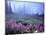 Foggy Alpine Meadow, Mt. Rainier National Park, Washington, USA-Janell Davidson-Mounted Photographic Print