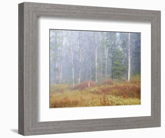 Foggy Autumn Morning, Challis National Forest, Sawtooth National Recreation Area, Idaho, USA-Jamie & Judy Wild-Framed Photographic Print