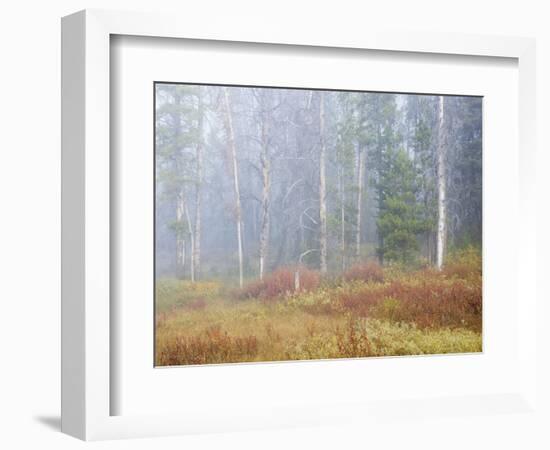 Foggy Autumn Morning, Challis National Forest, Sawtooth National Recreation Area, Idaho, USA-Jamie & Judy Wild-Framed Photographic Print