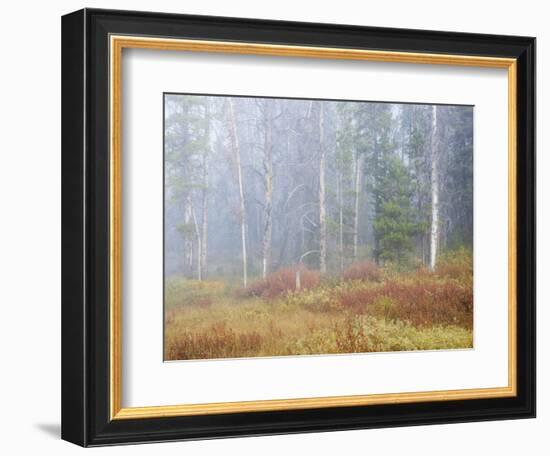 Foggy Autumn Morning, Challis National Forest, Sawtooth National Recreation Area, Idaho, USA-Jamie & Judy Wild-Framed Photographic Print