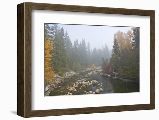 Foggy autumn, Nason Creek, Wenatchee National Forest, Washington State, USA-Michel Hersen-Framed Photographic Print