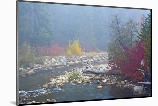 Foggy autumn, Nason Creek, Wenatchee National Forest, Washington State, USA-Michel Hersen-Mounted Photographic Print