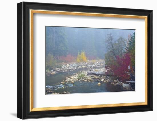 Foggy autumn, Nason Creek, Wenatchee National Forest, Washington State, USA-Michel Hersen-Framed Photographic Print