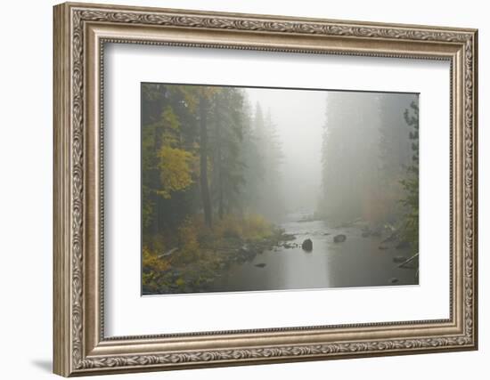 Foggy autumn, Nason Creek, Wenatchee National Forest, Washington State, USA-Michel Hersen-Framed Photographic Print