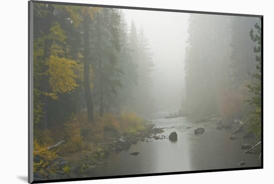 Foggy autumn, Nason Creek, Wenatchee National Forest, Washington State, USA-Michel Hersen-Mounted Photographic Print