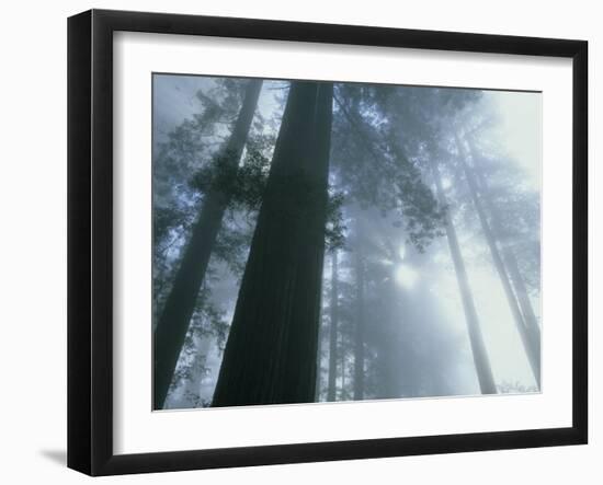 Foggy Dawn in Lady Bird Grove, Del Norte County, Redwood National Park, California-Kevin Schafer-Framed Photographic Print