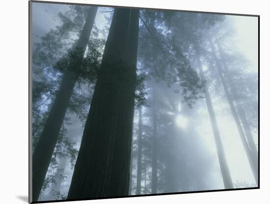 Foggy Dawn in Lady Bird Grove, Del Norte County, Redwood National Park, California-Kevin Schafer-Mounted Photographic Print