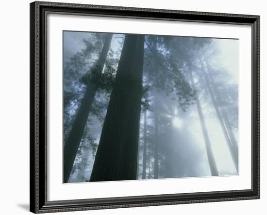 Foggy Dawn in Lady Bird Grove, Del Norte County, Redwood National Park, California-Kevin Schafer-Framed Photographic Print