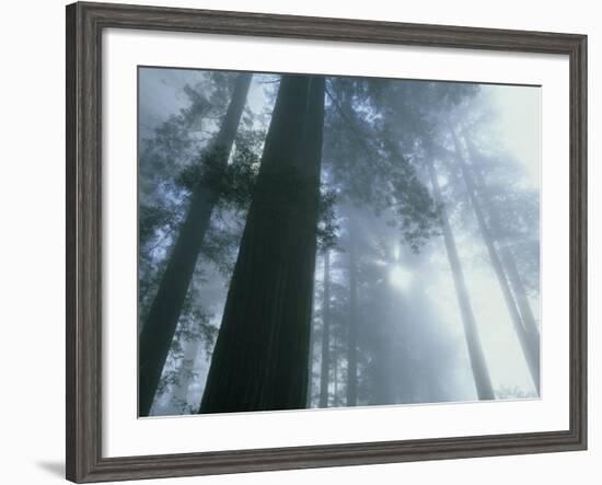Foggy Dawn in Lady Bird Grove, Del Norte County, Redwood National Park, California-Kevin Schafer-Framed Photographic Print