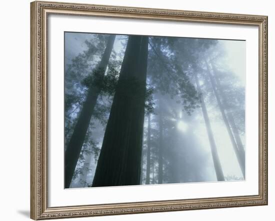 Foggy Dawn in Lady Bird Grove, Del Norte County, Redwood National Park, California-Kevin Schafer-Framed Photographic Print