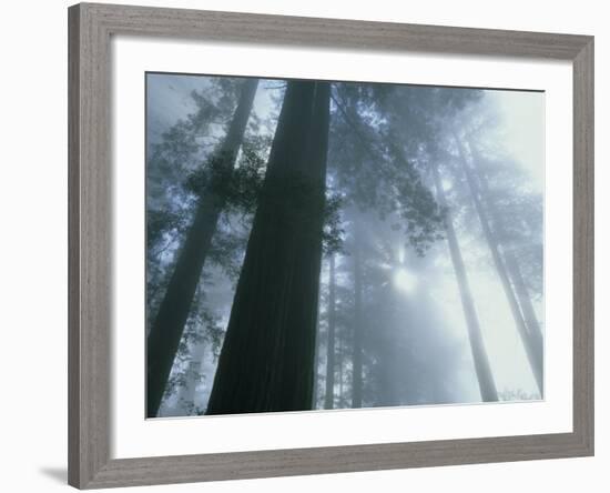 Foggy Dawn in Lady Bird Grove, Del Norte County, Redwood National Park, California-Kevin Schafer-Framed Photographic Print