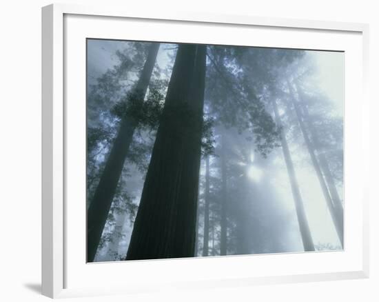 Foggy Dawn in Lady Bird Grove, Del Norte County, Redwood National Park, California-Kevin Schafer-Framed Photographic Print