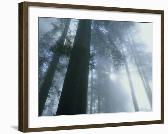 Foggy Dawn in Lady Bird Grove, Del Norte County, Redwood National Park, California-Kevin Schafer-Framed Photographic Print