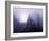 Foggy Day with Trees-Sharon Wish-Framed Photographic Print