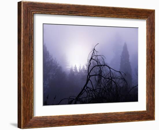 Foggy Day with Trees-Sharon Wish-Framed Photographic Print